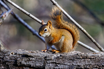 Close up of an American Red Squirrel (Tamiasciurus hudsonicus) sitting on a log during fall in Wisconsin. 