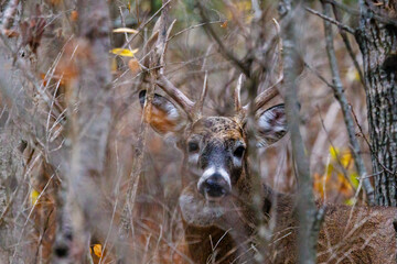 Close up of a Whitetail buck deer (Odocoileus virginianus) hiding in brush during fall rut in Wisconsin