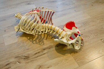 ヨガ教室で人骨の模型