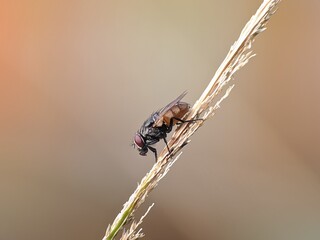 house fly on plant stem with blur background