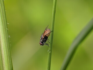 Fototapeta premium house fly on plant stem with blur background