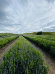 Obraz premium Beautiful Lavender flower field on the cloudy day 