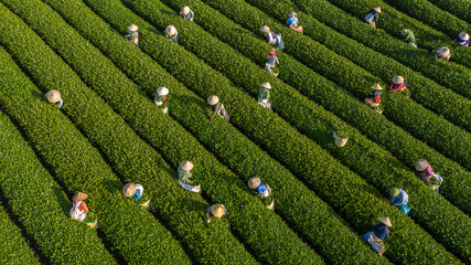 Tea harvest season at Moc Chau tea farm, Son La. The tea harvesting is completely manual, the...