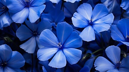 Blue flax flowers blooming in a vibrant meadow on a sunny day, with delicate petals and slender green stems swaying gently in the breeze, capturing the beauty of wild flora and a calm, natural landsca