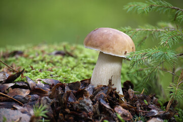 Close-Up of Wild Penny Bun Mushroom Growing on Forest Floor