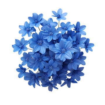 Fototapeta A cluster of delicate blue flowers with soft petals and a star-shaped bloom.