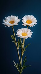 Three white daisies with yellow centers against a dark blue background.