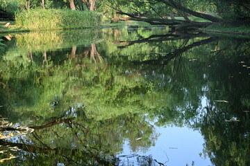 reflection of a tree in water
