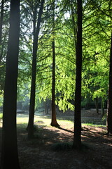 Fototapeta premium morning in the woods