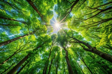 Dense forest canopy with sunlight filtering through the leaves, natural, scenery, leafy, atmospheric