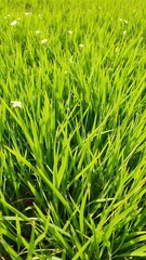 Obraz premium Vibrant and lush fresh spring green grass in a sunny meadow, perfect for nature backgrounds and textures, grass, green