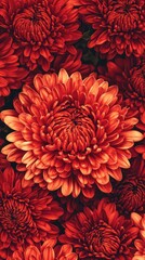 A vibrant display of red chrysanthemums in full bloom, showcasing their intricate petals.