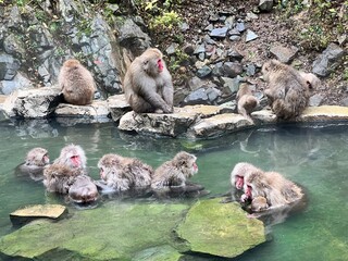 Japanische Schnee Affen beim Baden