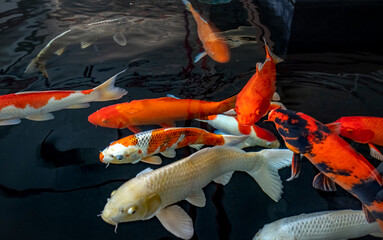 Koi fish -Koi fish with brilliant colors are swimming happily in the clear lake. Koi fish are not...