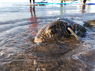 A dying pufferfish washed ashore due to the waves. Close up