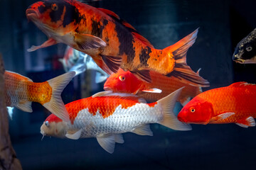 Koi fish -Koi fish with brilliant colors are swimming happily in the clear lake. Koi fish are not only beautiful ornamental fish but also have deep fe