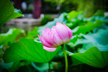 pink lotus flower