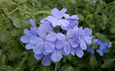 Plumbago auriculata blue flowers in the garden.