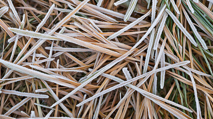 Frosted pine needles create delicate winter scene, showcasing natures beauty