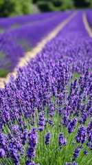 A vibrant field of blooming lavender flowers in rows, showcasing nature's beauty.