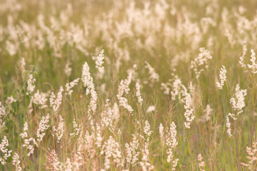 Meadow with white flowers. Evening time.