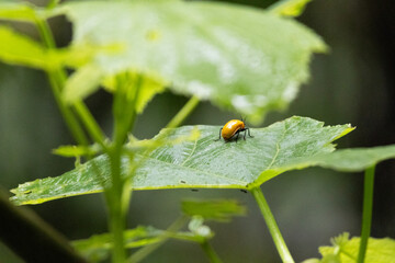 The small ladybug on the big leaf