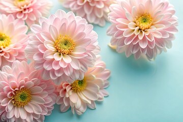 Soft pink petals with delicate yellow centers against a pale blue background, nature photography, serene atmosphere, pink flowers, pastel colors, gentle hues