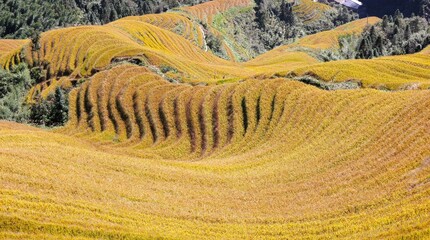 Reisterrassen Guilin China