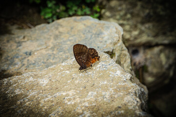 butterfly on rock
