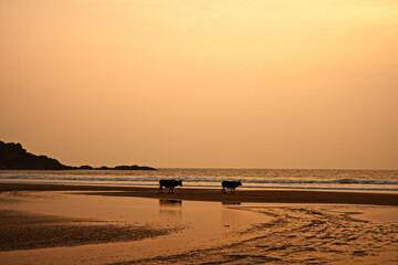 Sunset Escape at Gokarna Beach