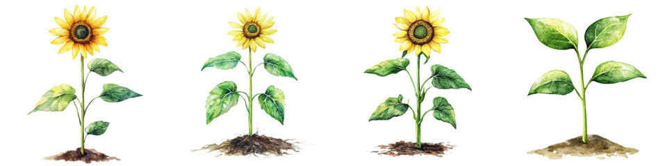 Sunflowers Growing Steadily and Thriving in a Natural Environment  Lush greenery and foliage surround the blooming sunflowers creating a beautiful and verdant scene