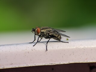 Sarcophaga carnaria fly with blur background