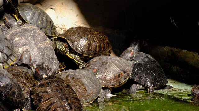 Turtles climbing on top of each other to sunbathe in the pond