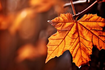 close up macro shots of autumnal textures and details