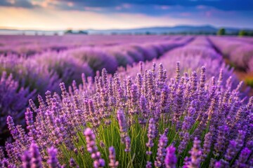 Field of lavender flowers in extreme close-up photography during daytime