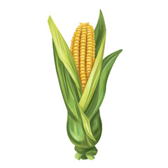 Autumn harvest of yellow corn. Fresh farm vegetables, healthy food, vegetarianism. Garden plants and agriculture. Isolated digital handmade illustration. An element of design of printing, packaging