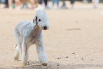 Fototapeta premium Puppy Bedlington Terrier on a walk, cheerfully runs on the sand