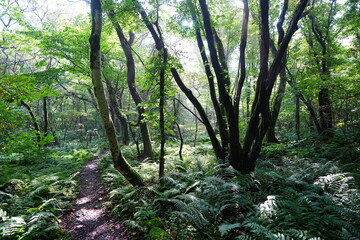 fine summer path in the brilliant sunshine