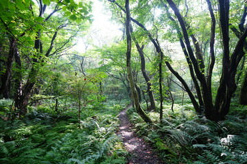 fine summer path in the brilliant sunshine
