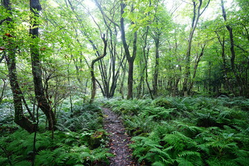 fine summer path in the brilliant sunshine