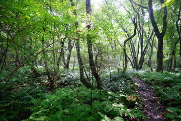 fine summer path in the brilliant sunshine