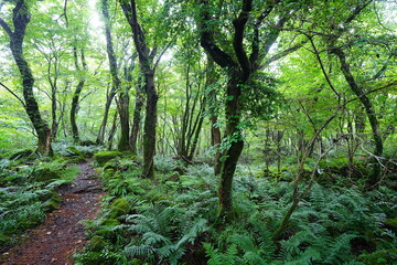 fine summer path through dense ferns