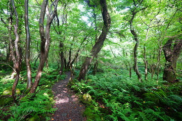 mossy old trees and path in summer forest