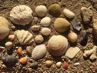seashells on the beach