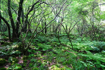 dense wild forest with ferns