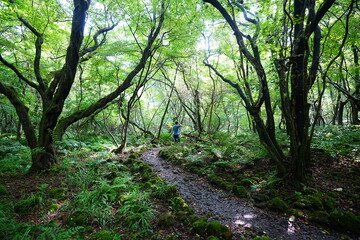 mossy rocks and old trees in wild summer forest