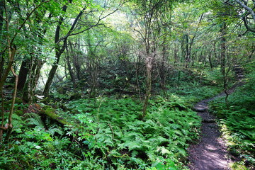 fine summer path through dense ferns