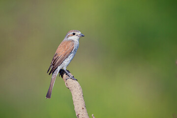 The Red-backed Shrike (Lanius collurio) female sitting on the small branch .