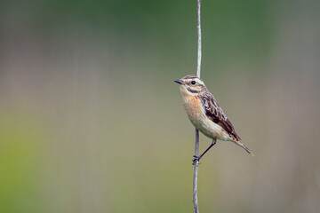 Whinchat (Saxicola rubetra) small songbird with orange breast and white stripe on its head Cute songbird sitting on a plant in grassy habitat with soft background wildlife scene nature 