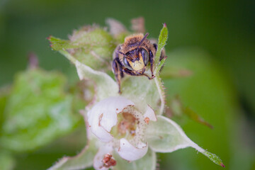 Colorful closeup on a female  loosestrife bee, Melitta nigricans, on plant